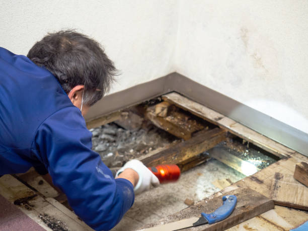 Best Black Mold Removal  in Edgewood, NM