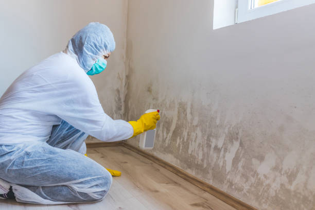 Crawl Space Mold Removal in Edgewood, NM