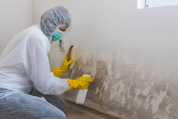 Best Professional Mold Removal  in Edgewood, NM