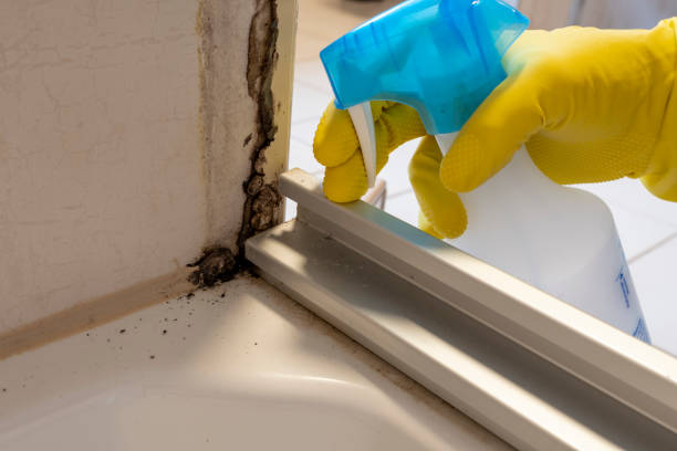 Best Mold Remediation  in Edgewood, NM