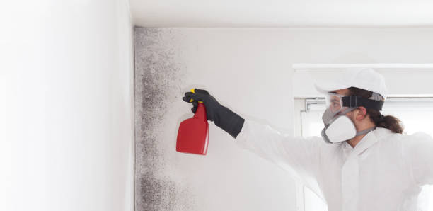 Home Mold Removal in Edgewood, NM