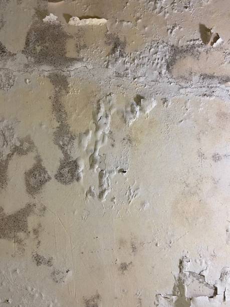 Best Best Mold Removal Companies  in Edgewood, NM