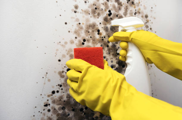 Best Crawl Space Mold Removal  in Edgewood, NM