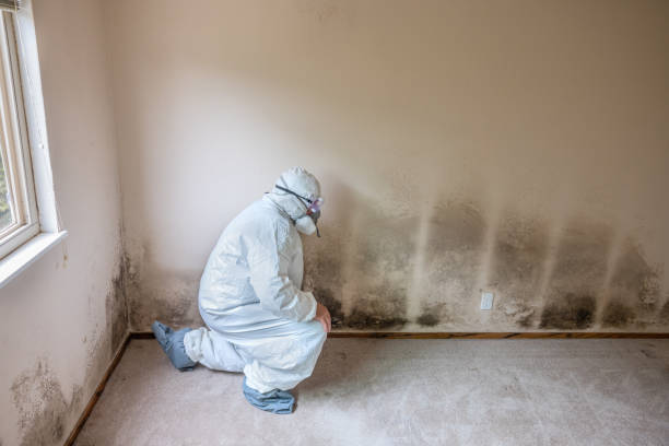 Best Crawl Space Mold Removal  in Edgewood, NM