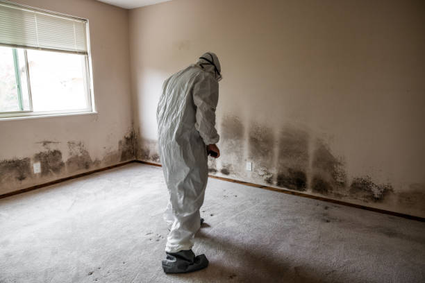 Edgewood, NM Mold Removal Company