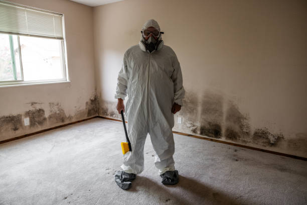 Best Office Mold Removal Services  in Edgewood, NM