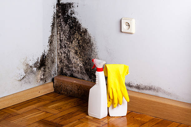 Best Home Mold Removal  in Edgewood, NM